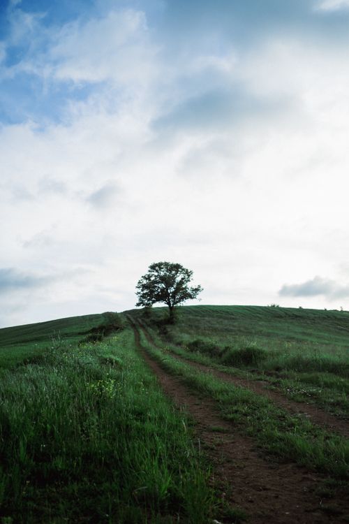 Free A solitary tree stands on a lush green hill with a dirt path leading into the distance under a cloudy sky. Stock Photo