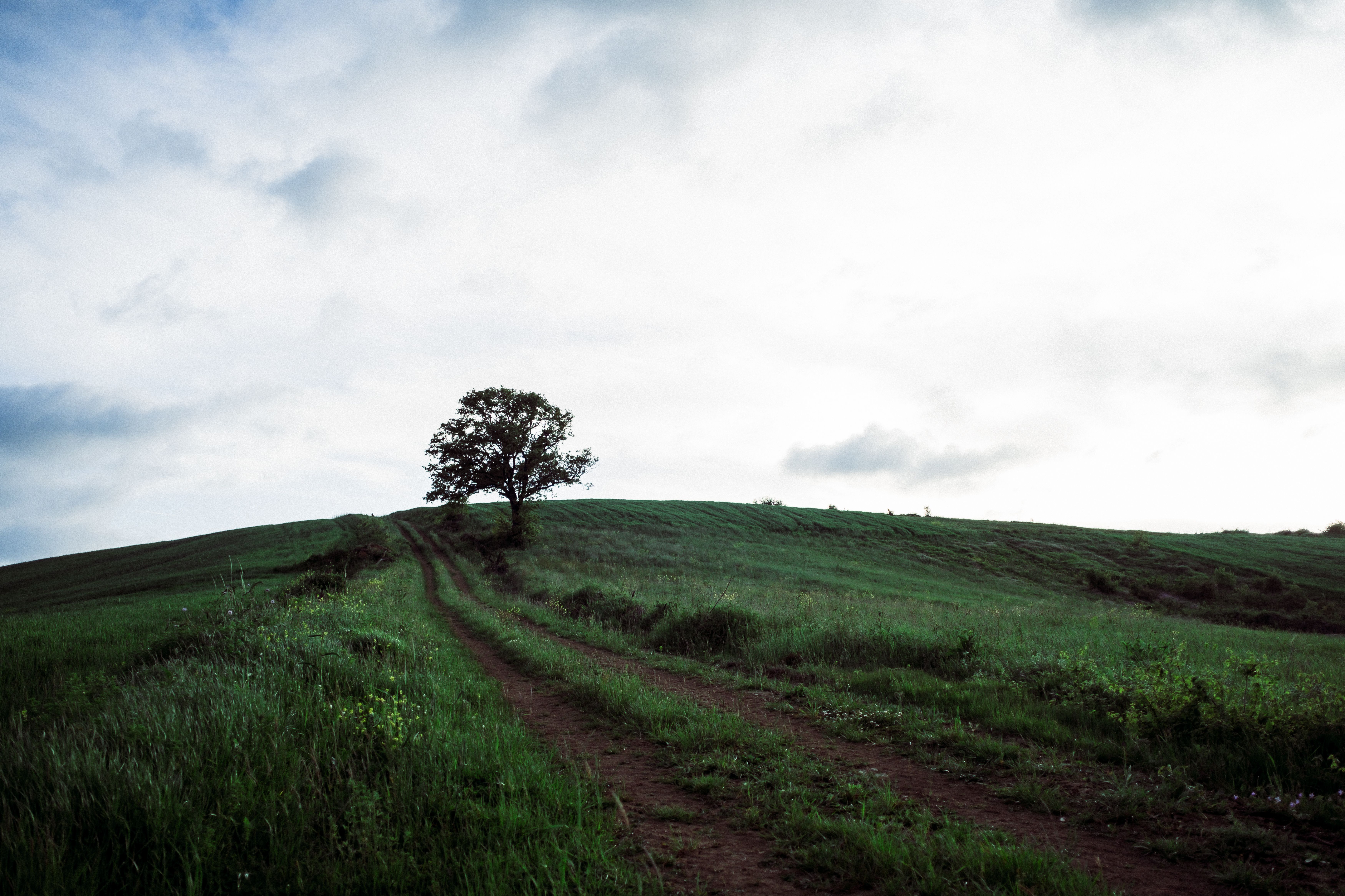 A lone tree on a hillside · Free Stock Photo