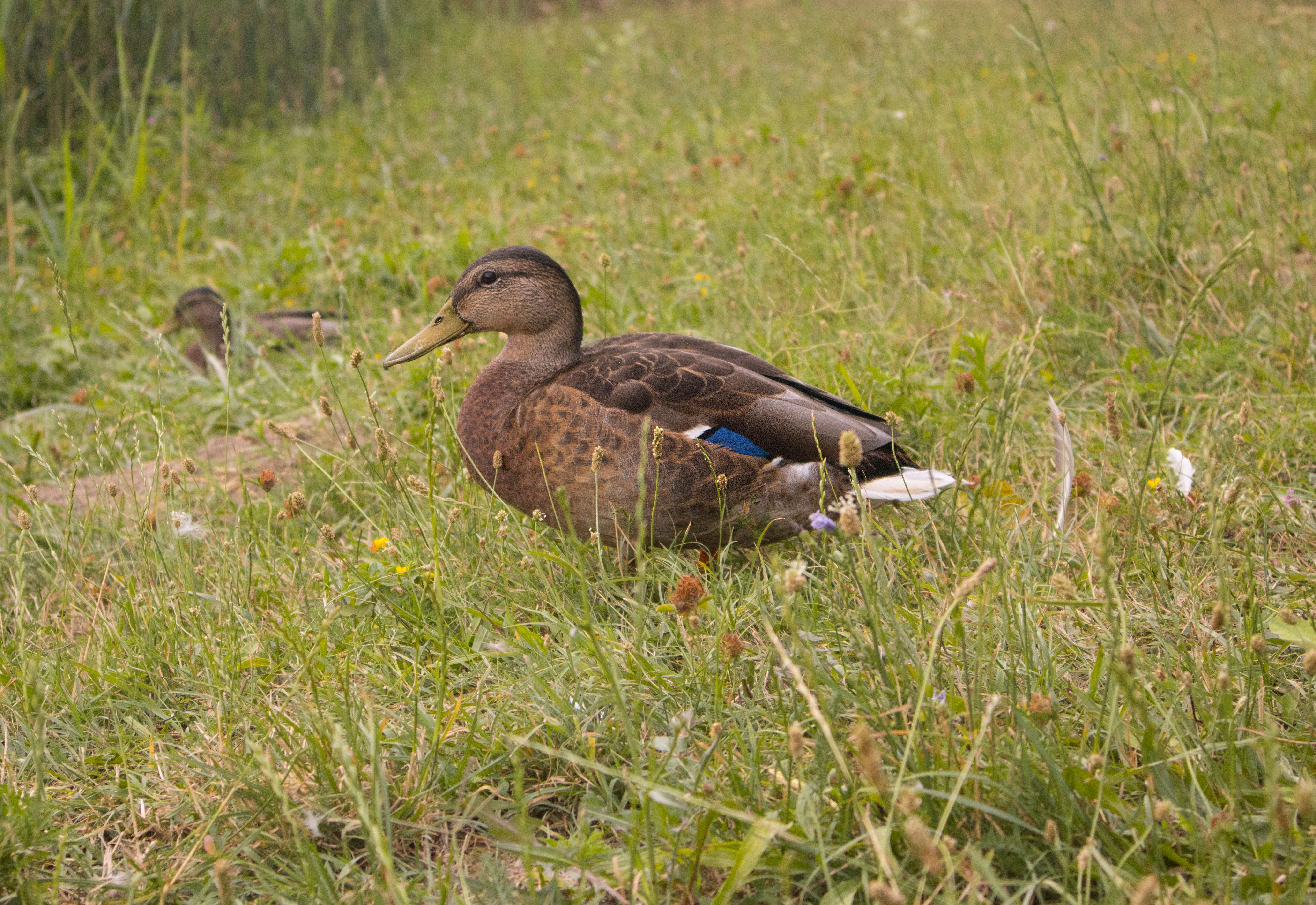 A duck in a field with grass and weeds · Free Stock Photo