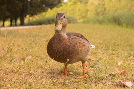 A charming duck standing in a grassy park, highlighting wildlife beauty.