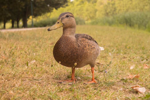 A wild duck stands on a grassy field, showcasing its detailed plumage in a serene park setting.