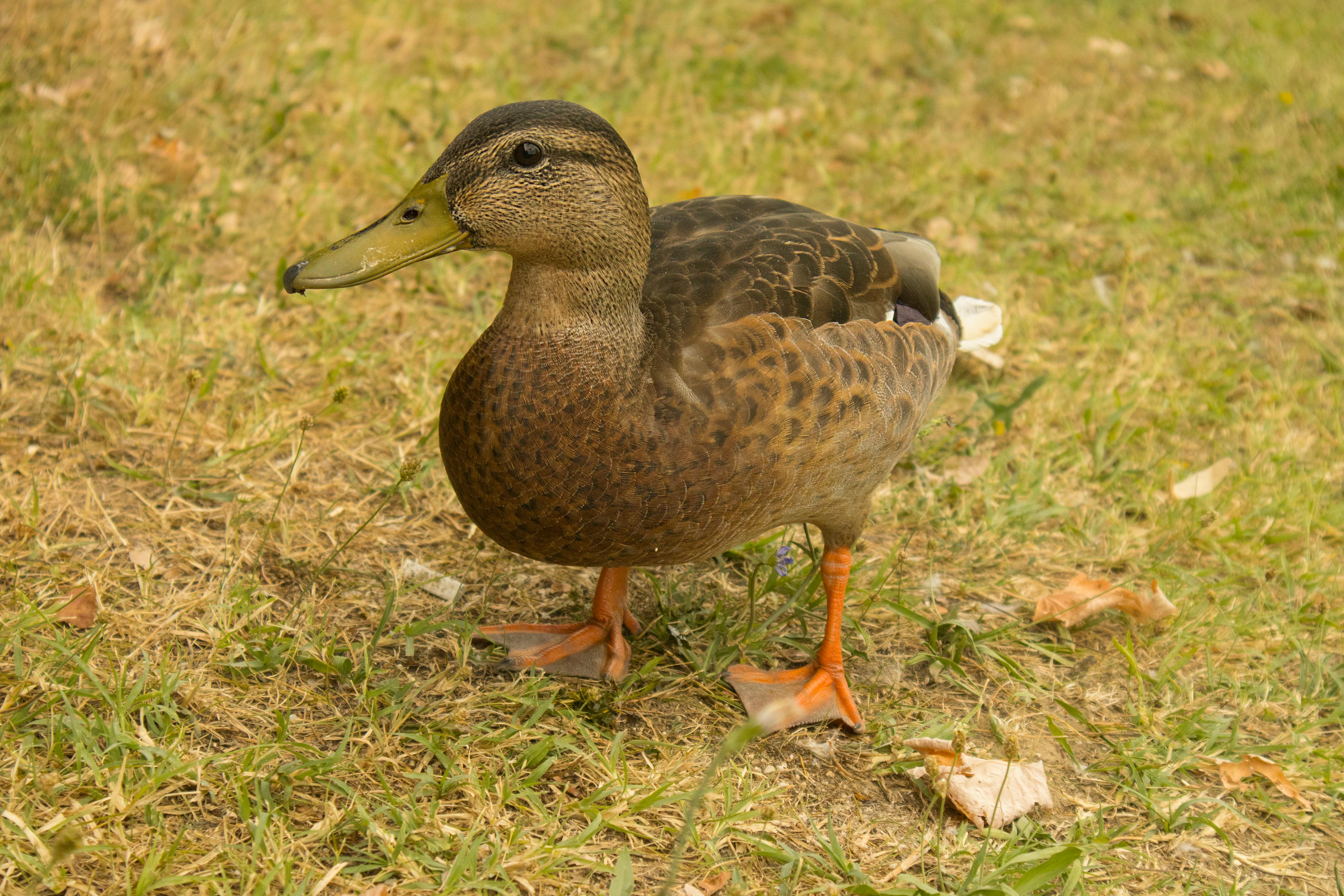 2012 Review of Drake Software — Drake Tax — Photo by Goszton on Pexels