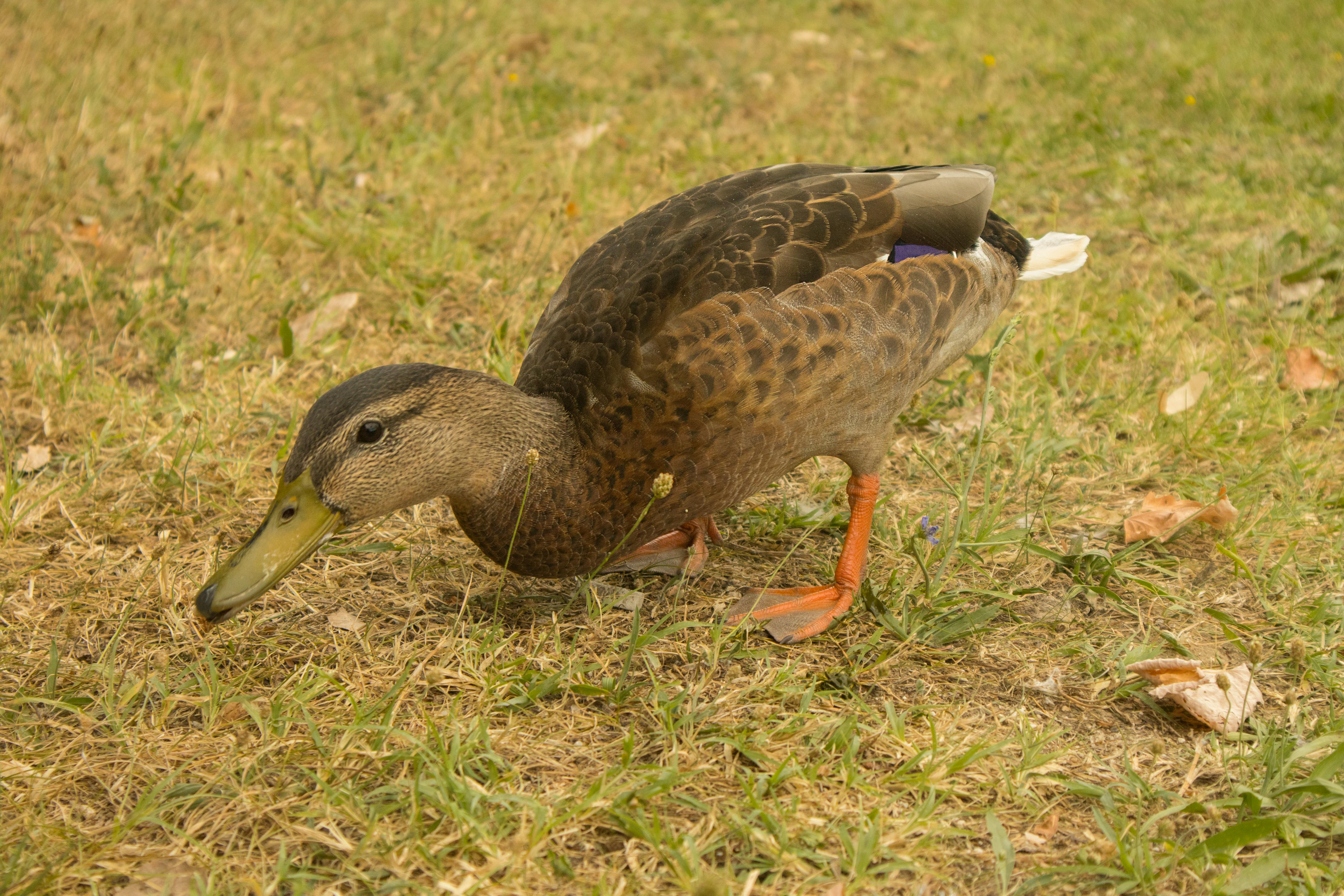A mallard duck foraging on grassy ground, showcasing its natural behavior in the wild outdoors.