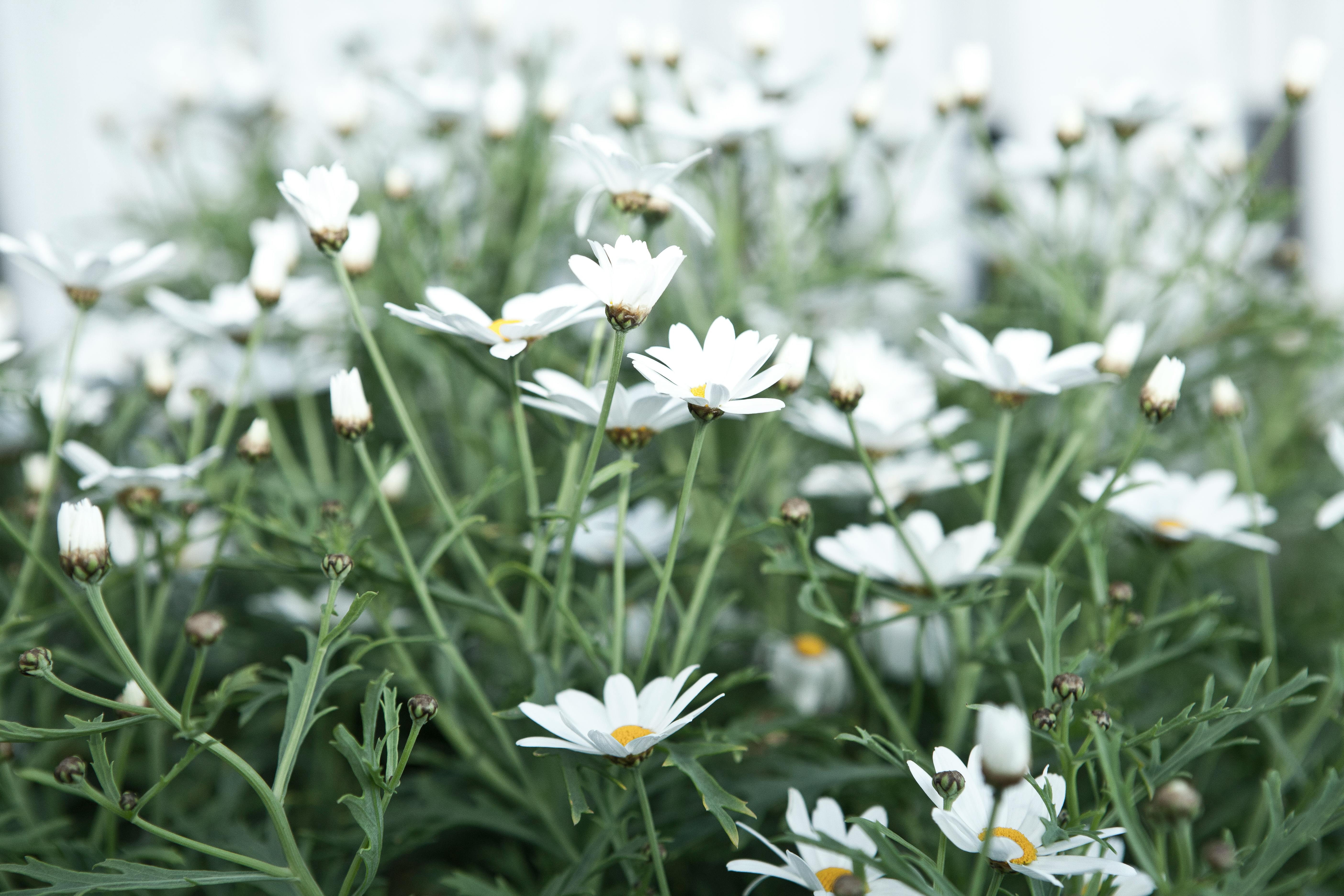 white daisy flowers field