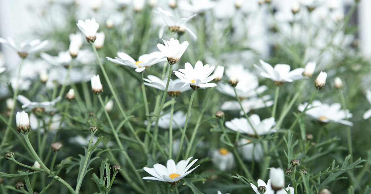 White Daisy Flowers Field