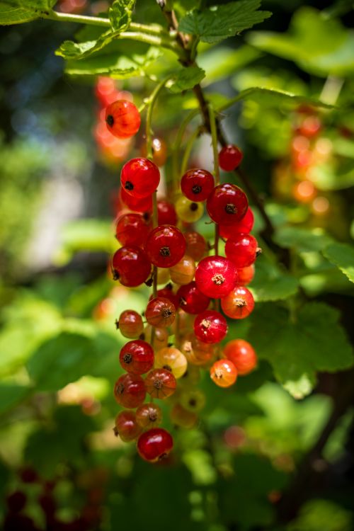 Free Close-up of ripe red currants hanging from a bush in a sunny summer garden. Stock Photo