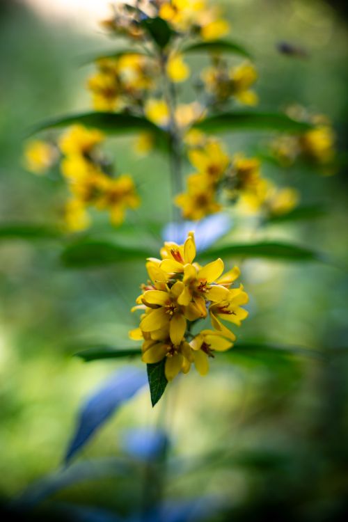 Free Close-up macro shot of vibrant yellow flowers in a lush garden setting. Stock Photo