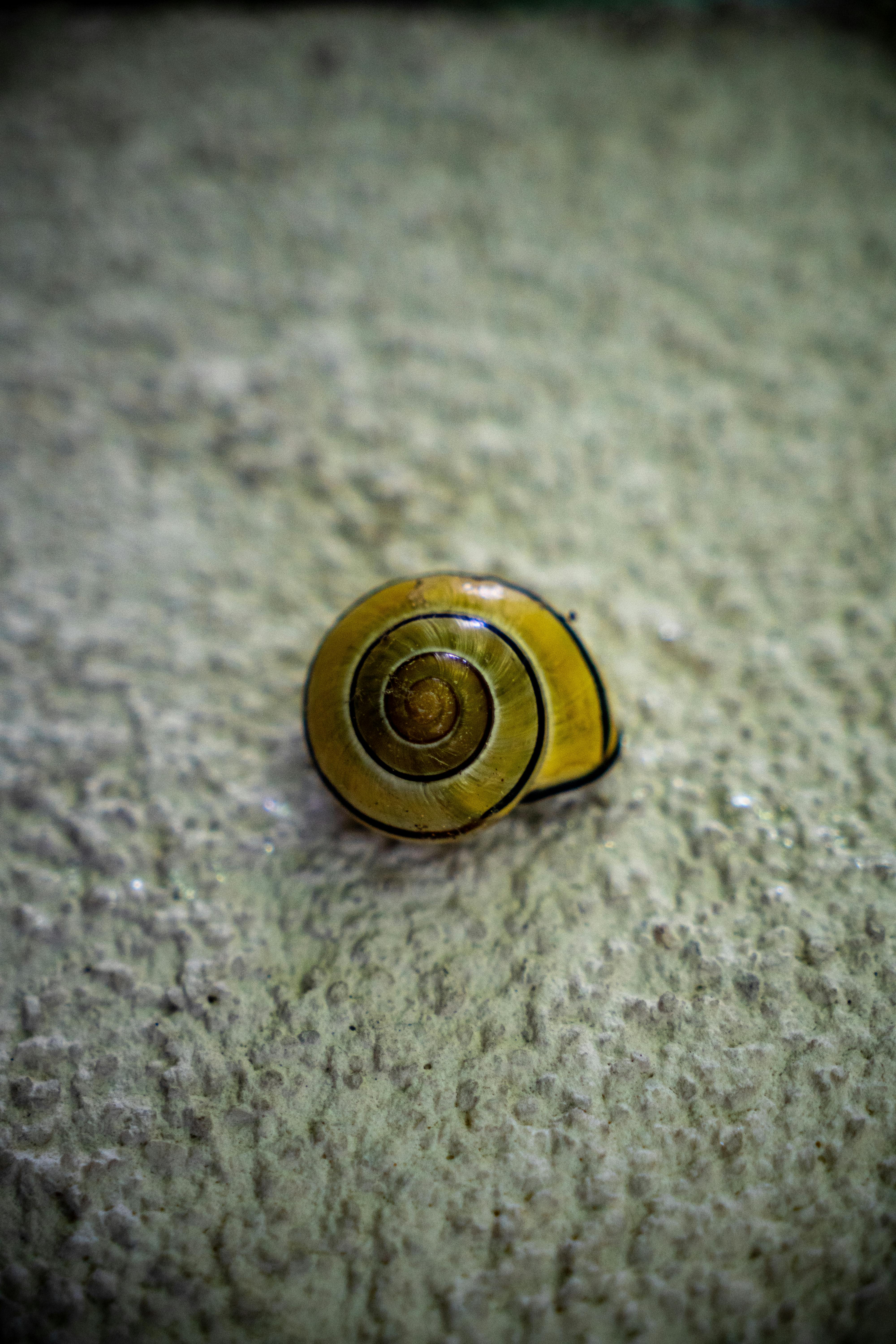 A snail shell on a wall with a green background