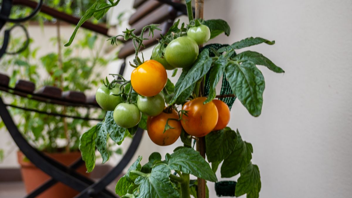 Comment créer un potager urbain en 2026 : les meilleures pratiques - illustration