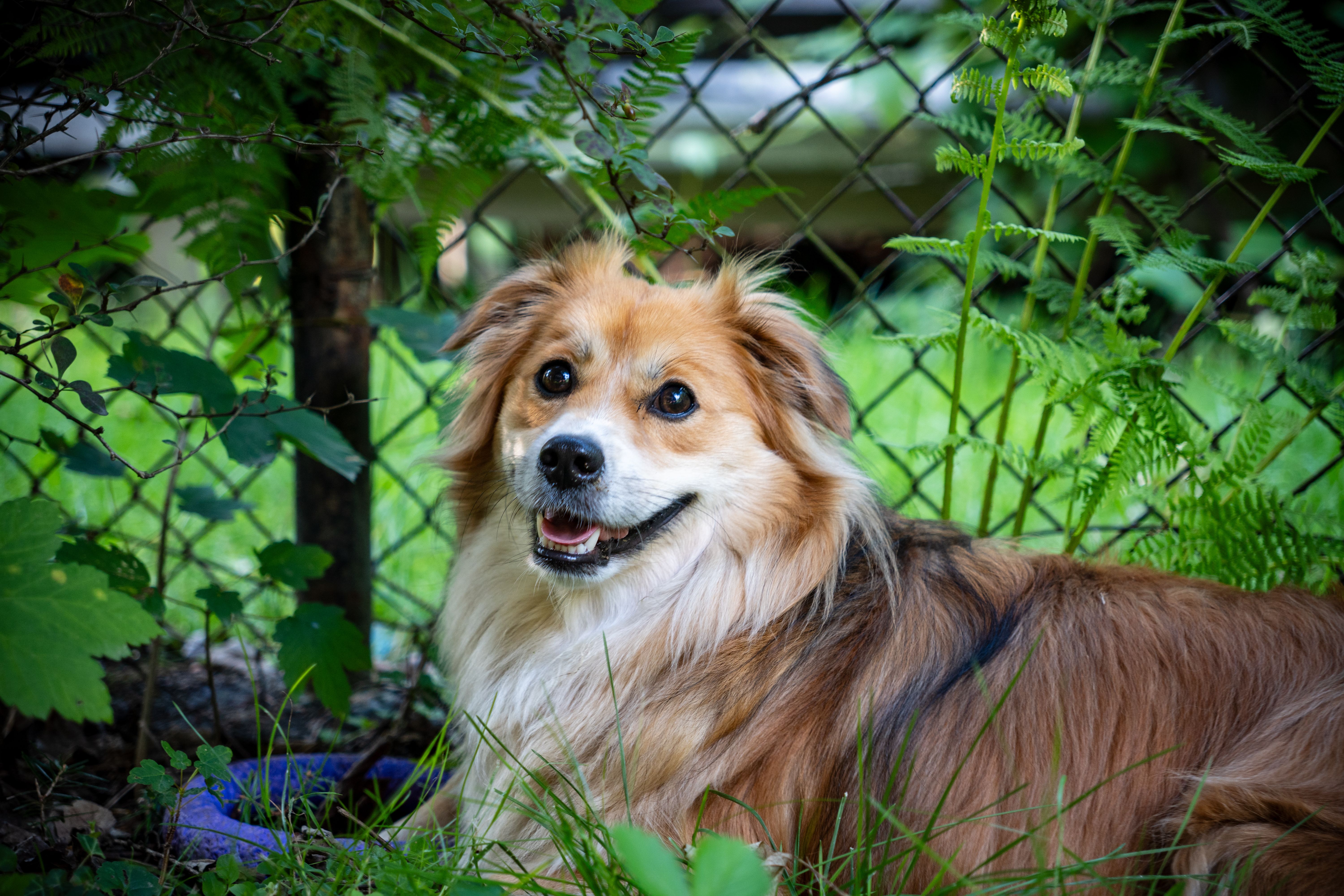 Veterinary care for a dog