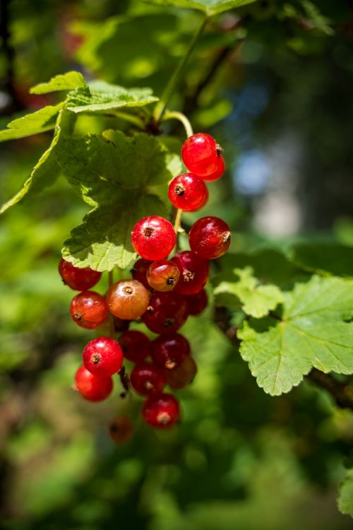 Free Close-up of ripe red currants on a shrub, glistening in sunlight. Stock Photo