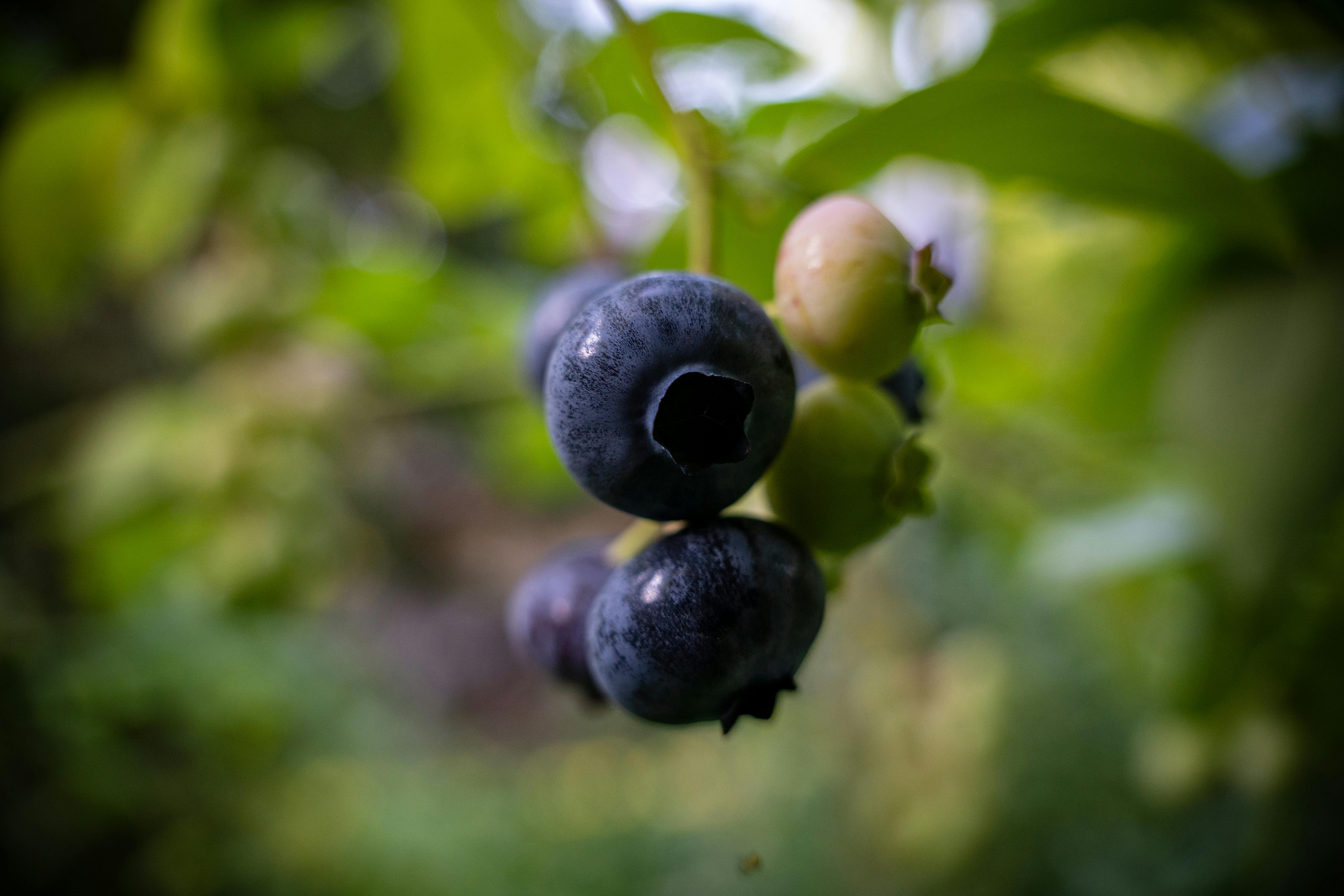 blueberries on a tree branch