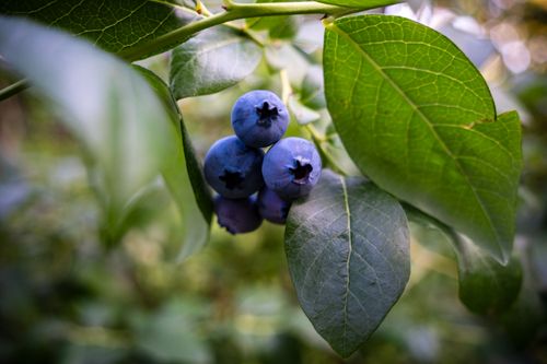 Free Detailed view of ripe blueberries on the bush, showcasing fresh summer harvest. Stock Photo