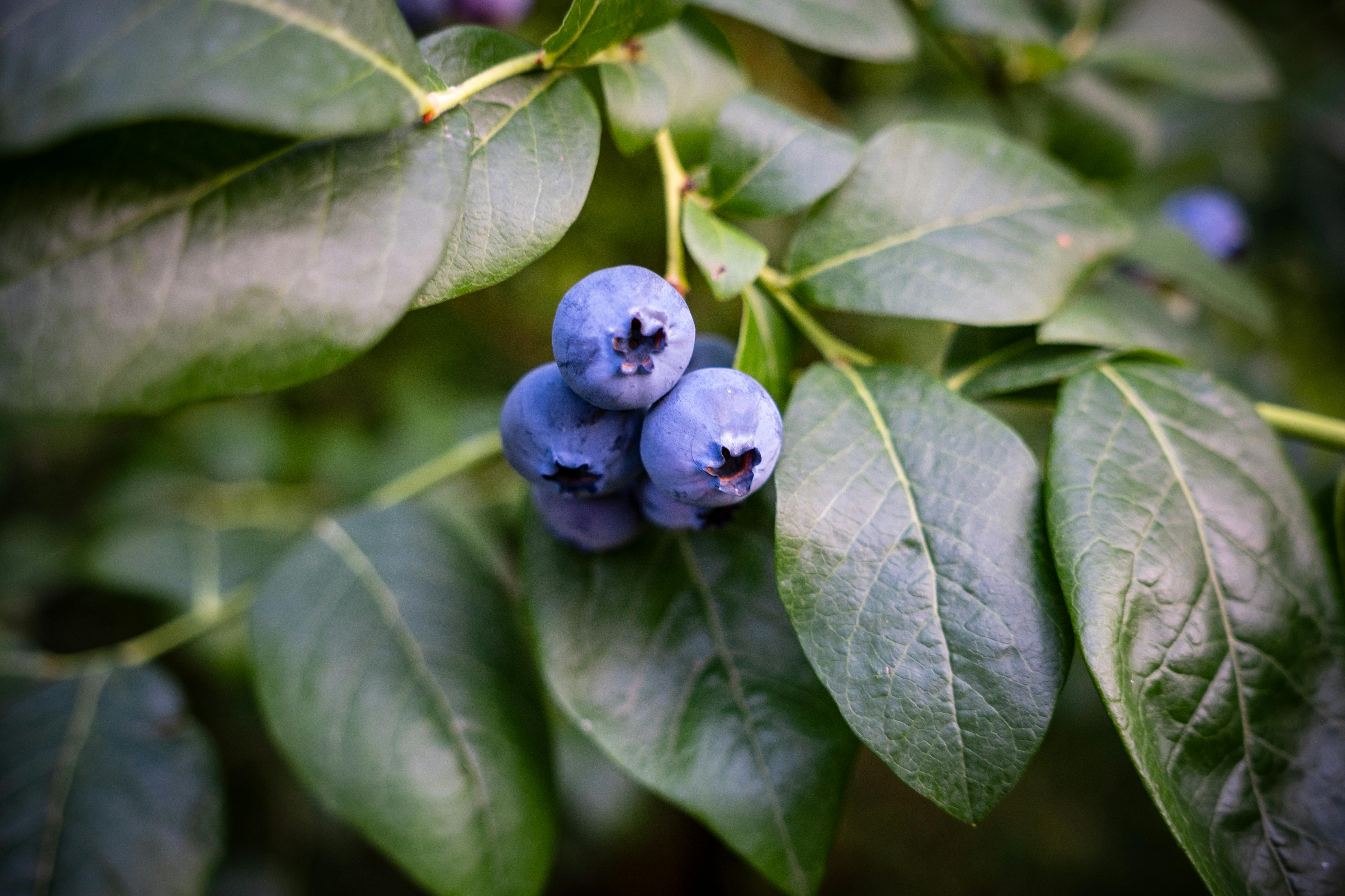 blueberries are growing on a tree with leaves