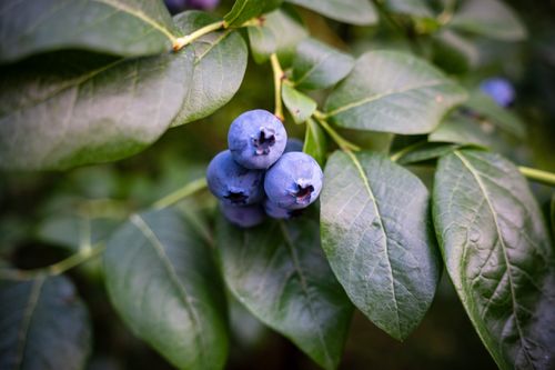 Free A detailed shot of ripe blueberries on a branch, highlighting nature's beauty and growth. Stock Photo