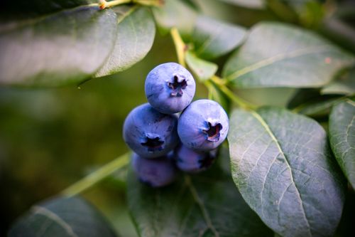 Free Detail of ripe blueberries growing on a bush, perfect for food and nature themes. Stock Photo