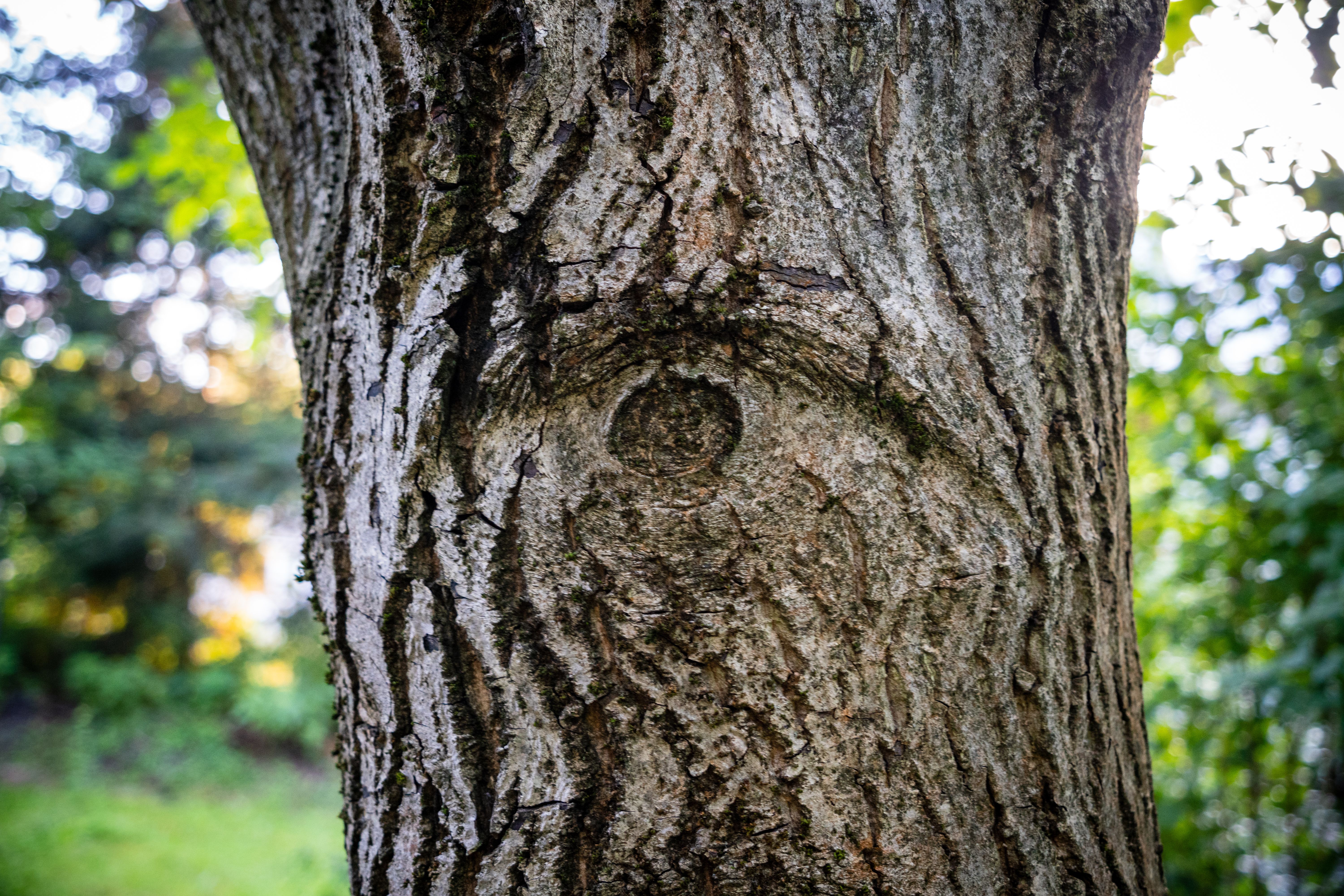 Eye Shape on a Tree Trunk · Free Stock Photo