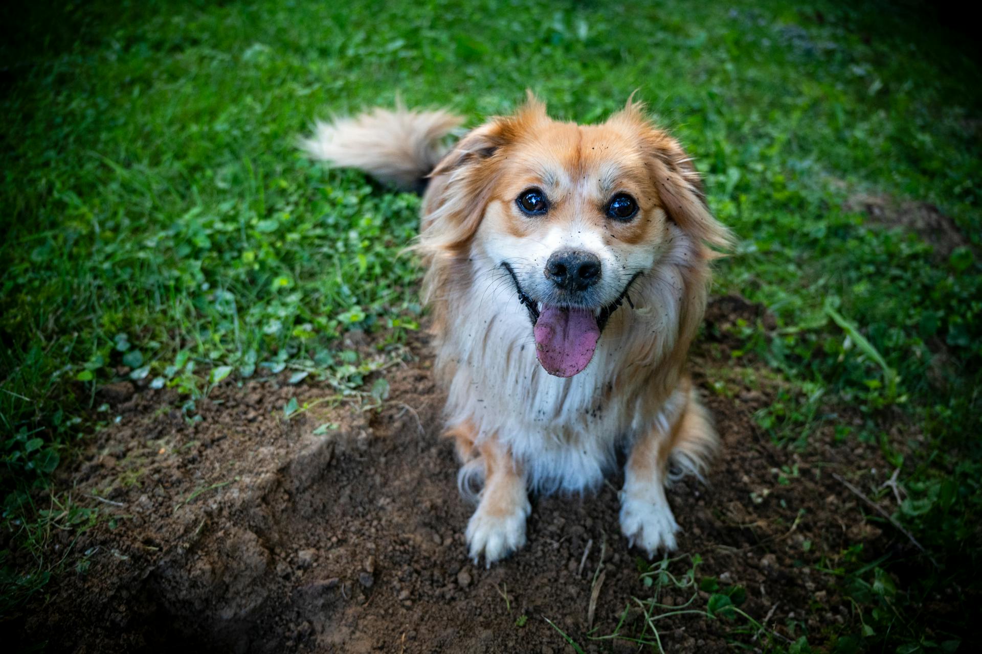 A dog sitting in the grass with its tongue out