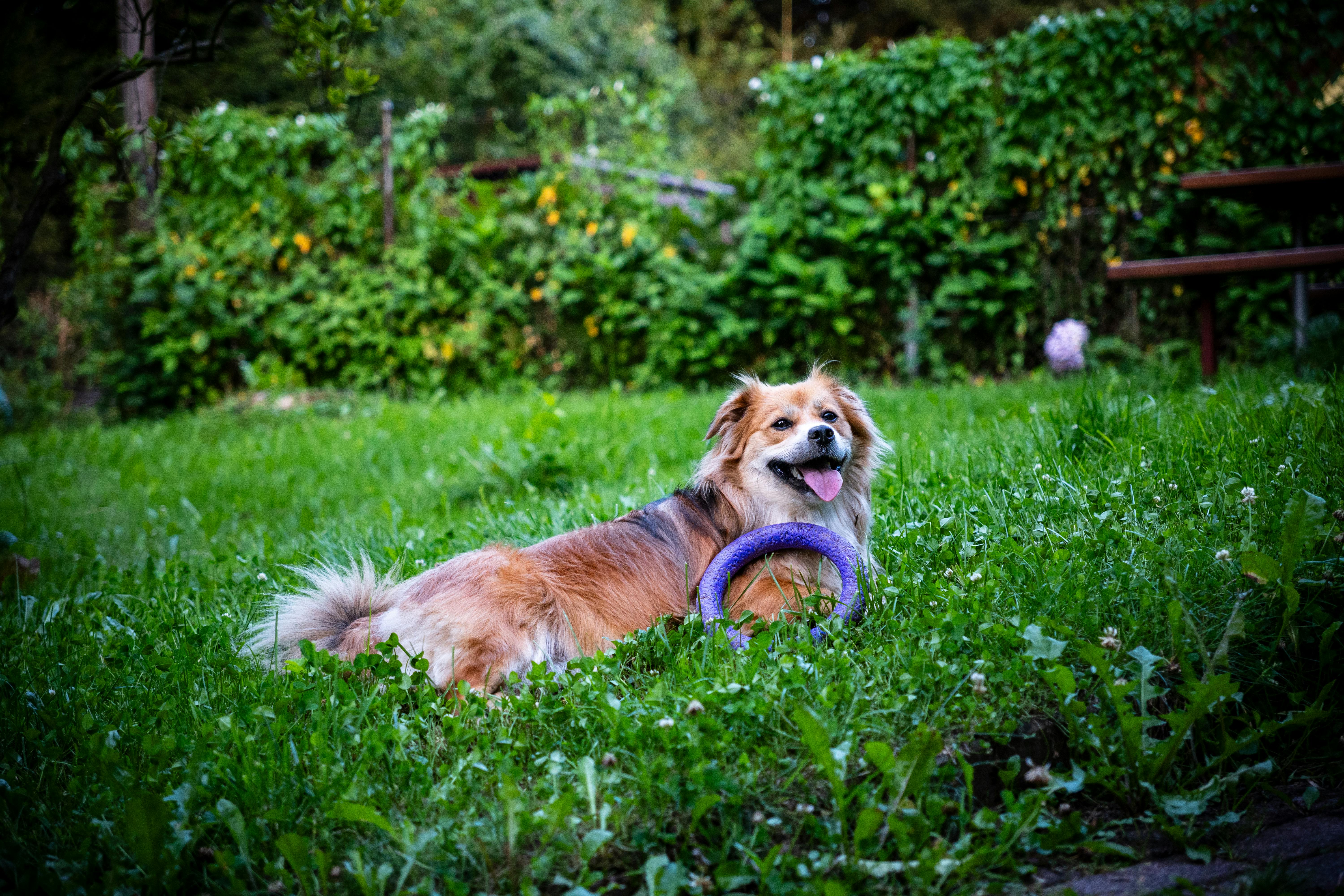 a dog laying in the grass with a purple toy