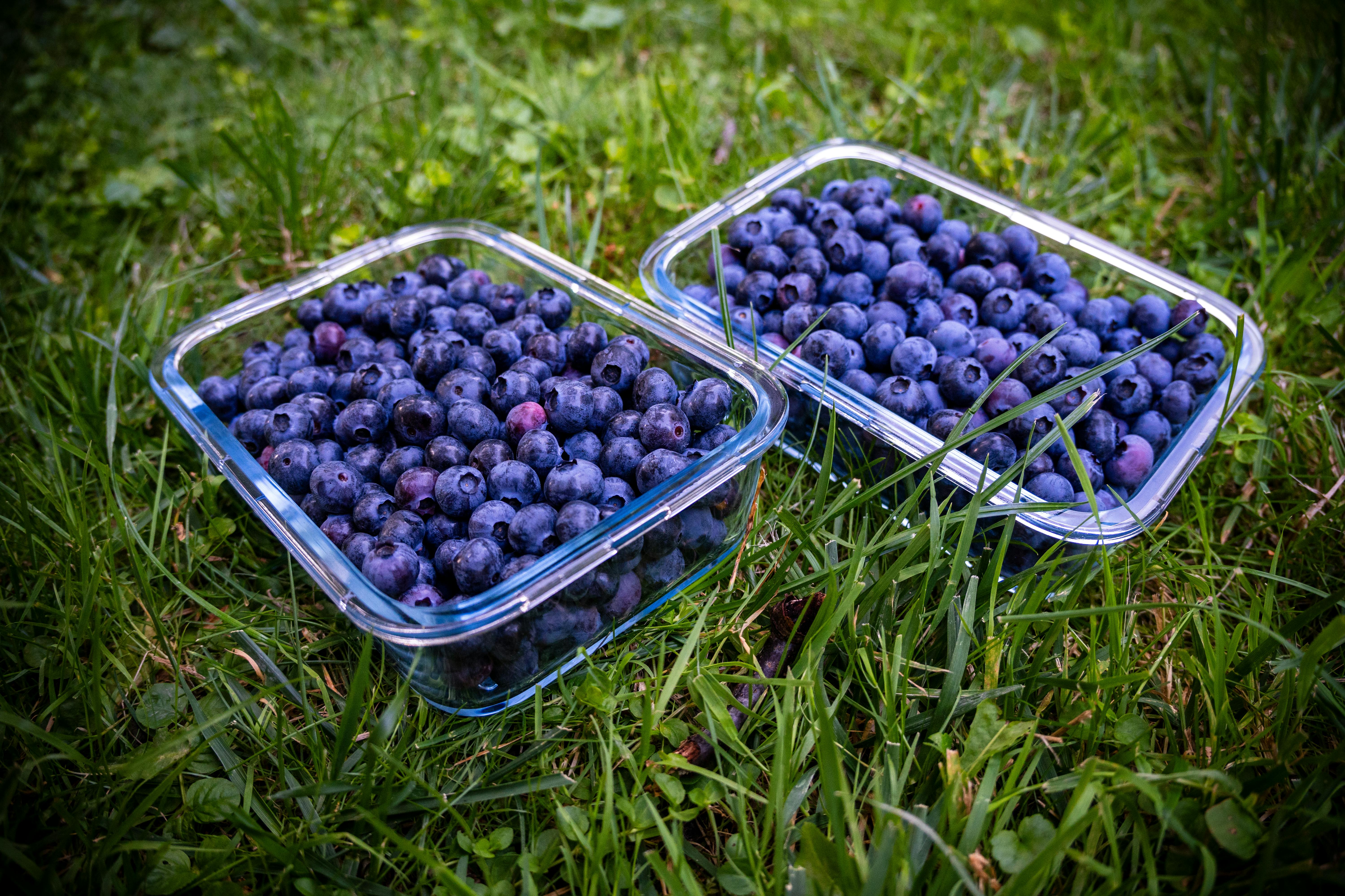 two plastic containers filled with blueberries on the grass