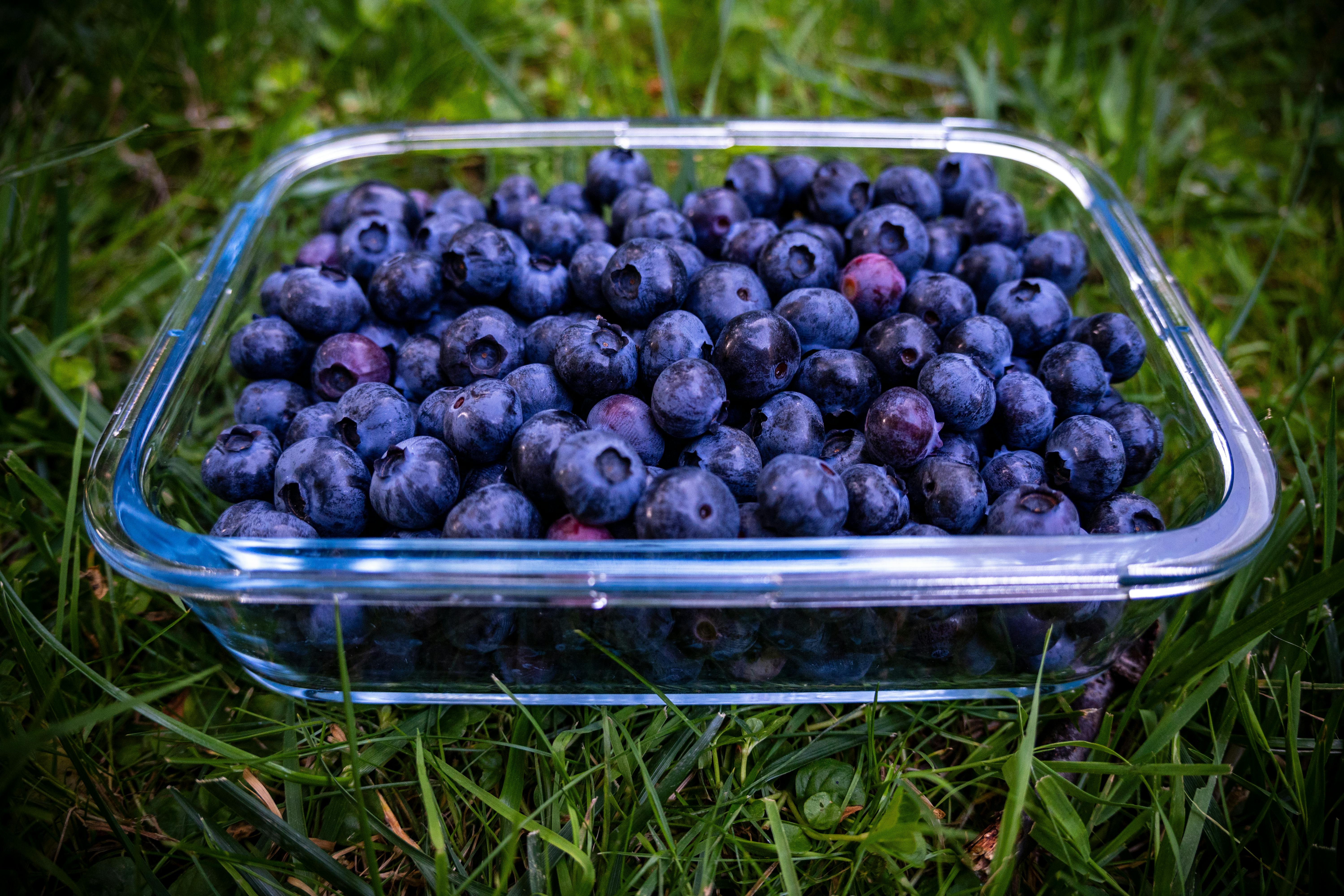 blueberry bush in large container