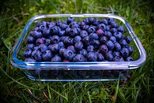 Free Glass container filled with ripe blueberries on green grass, showcasing fresh natural produce. Stock Photo