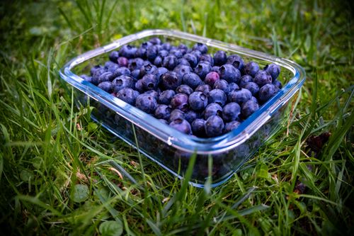 Free Fresh blueberries in a glass container resting on lush green grass. Stock Photo