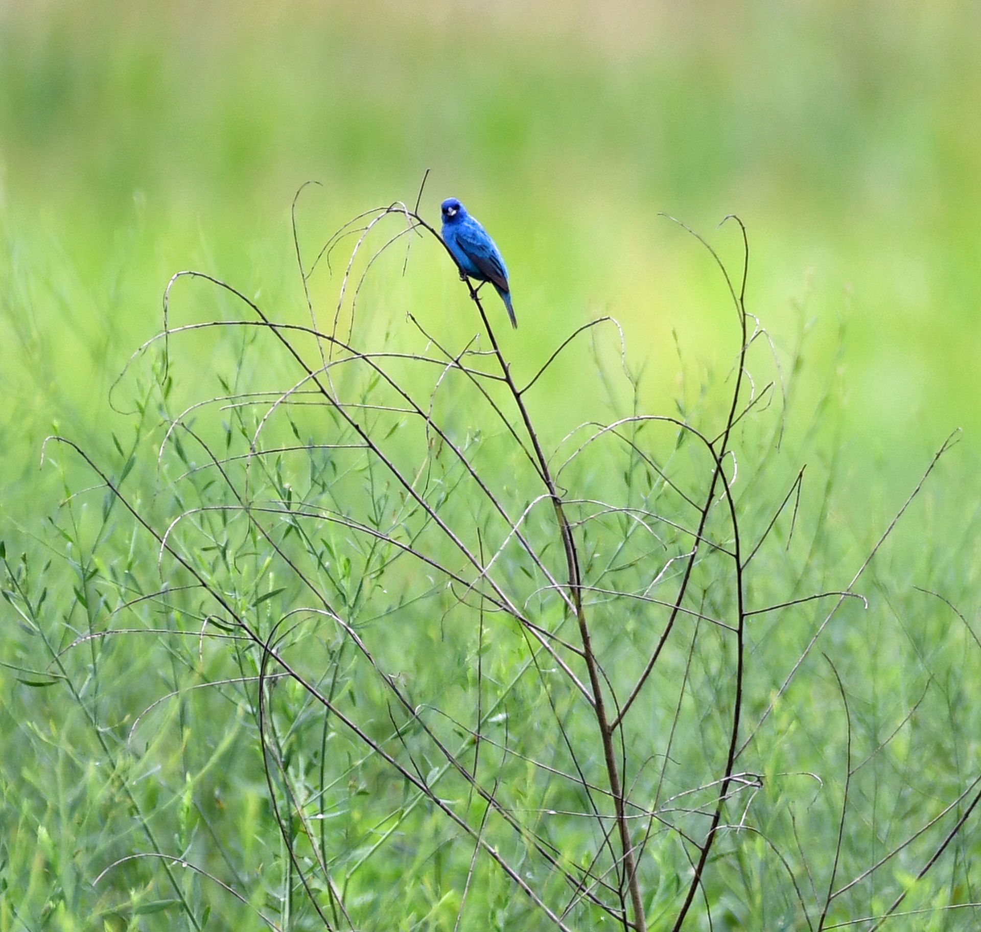 A vivid indigo bunting sits delicately on a branch, showcasing nature's summer hues.