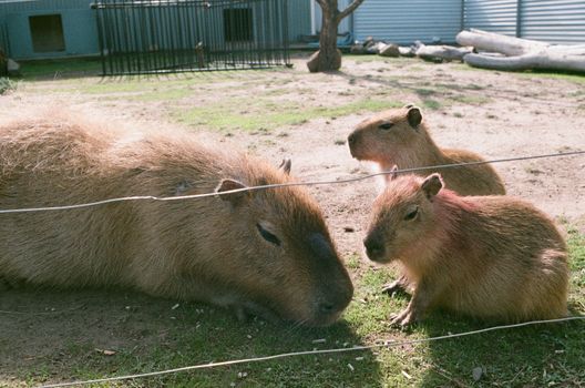 A family of capybaras lounging on grass in an outdoor zoo enclosure.