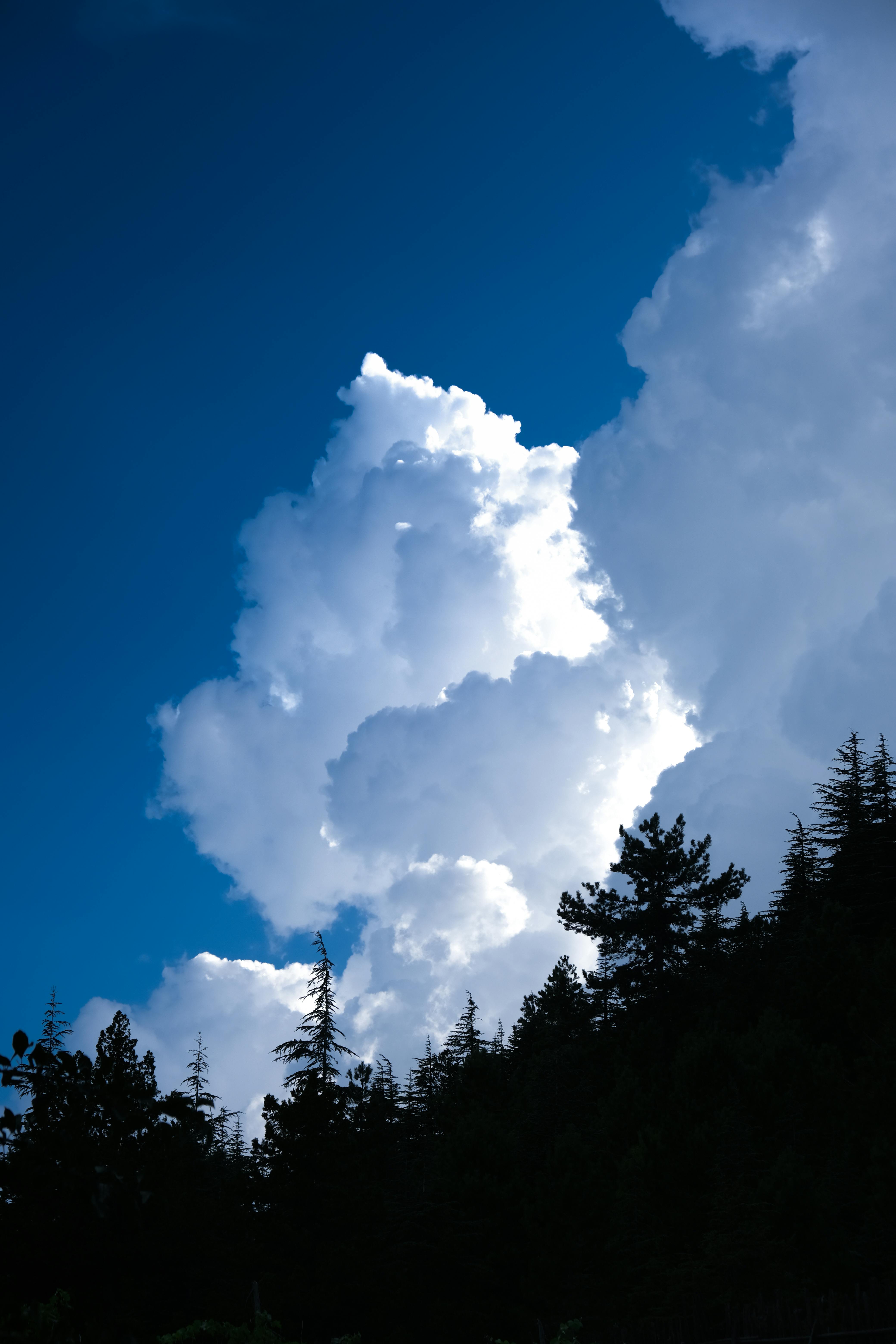 Vibrant cumulus clouds fill the sky above silhouetted trees, creating a stunning outdoor scene.