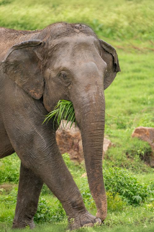 Free An African elephant (Loxodonta africana) munching on grass in a vibrant green field during the day. Stock Photo