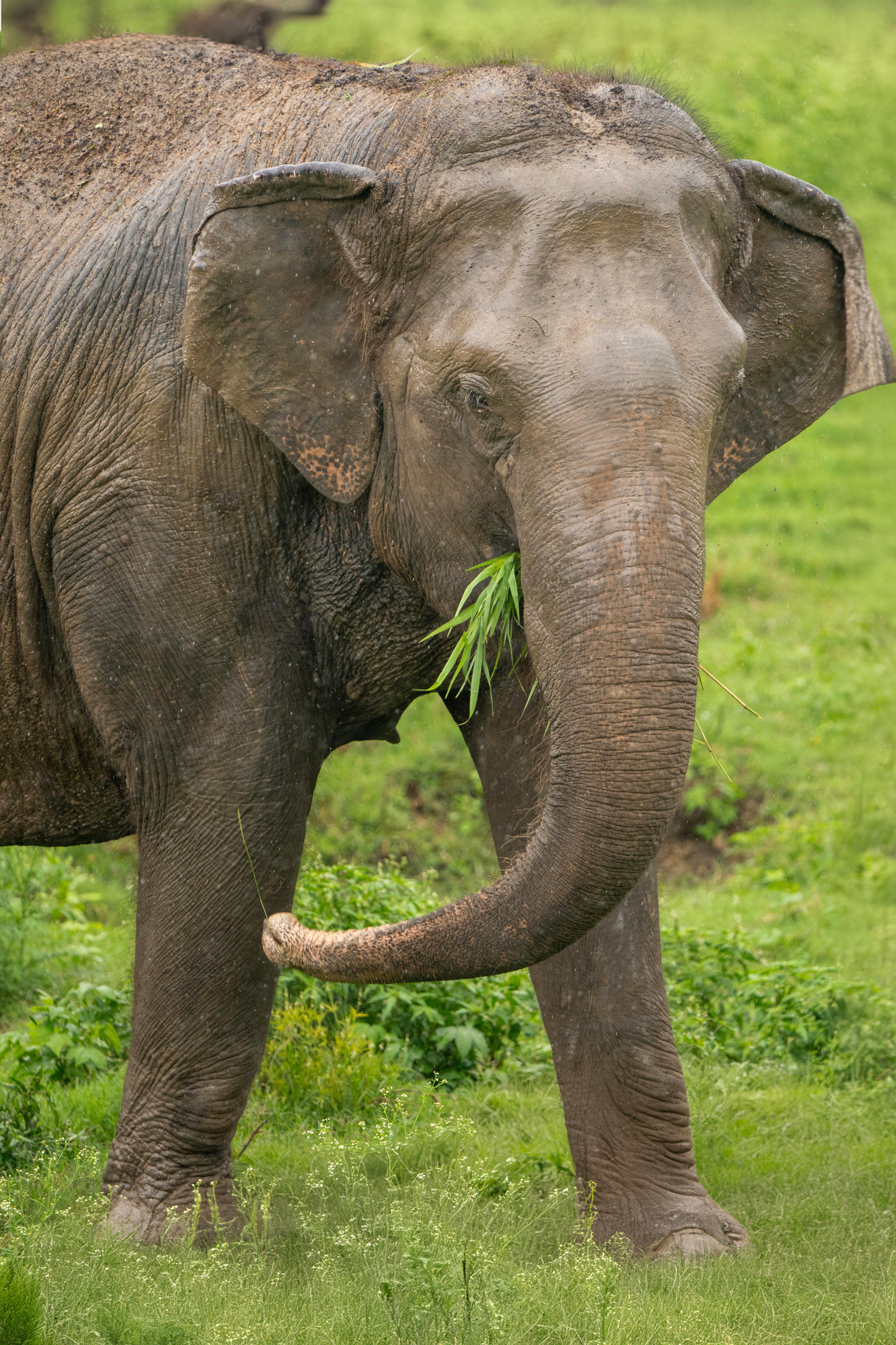An elephant is standing in a field with grass