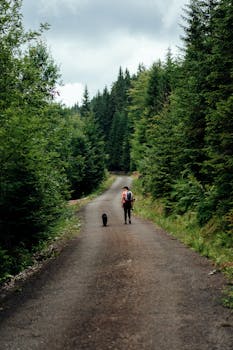 在波兰下西里西亚省，一名妇女带着狗在森林步道上徒步
