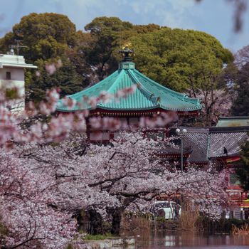 A picturesque view of a Kyoto temple surrounded by cherry blossoms in full bloom, capturing serene Japanese spring beauty.（イメージ）