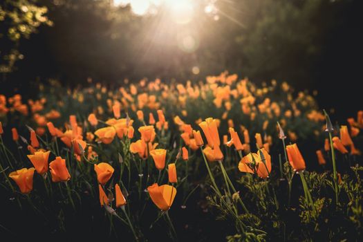 Field of vibrant California poppies glowing under a warm summer sunset in Solvang, CA.