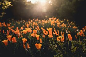 Orange poppies in a field, photo by Tim Mossholder on Pexels