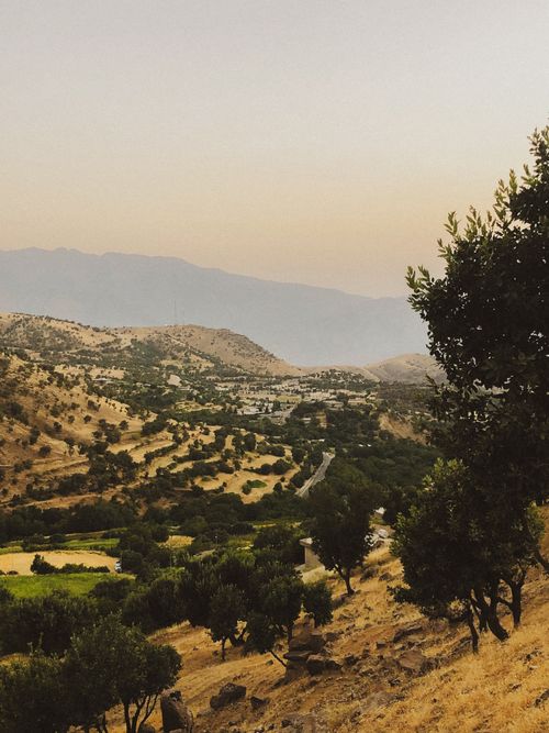 Free Tranquil view of a hillside valley with olive trees at sunset, showcasing natural beauty and tranquility. Stock Photo