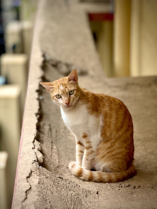 Free A ginger cat sits curiously on a city balcony's edge, showcasing its natural beauty. Stock Photo