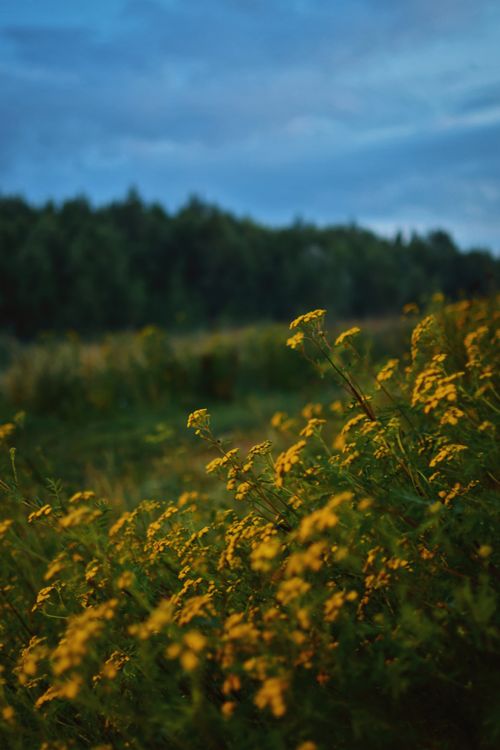 Free Lush field of yellow wildflowers against a forest backdrop under a twilight sky. Stock Photo