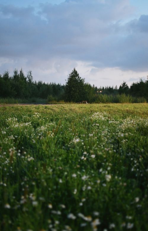 Free Expansive field with blooming white flowers under a clouded dawn sky in the countryside. Stock Photo