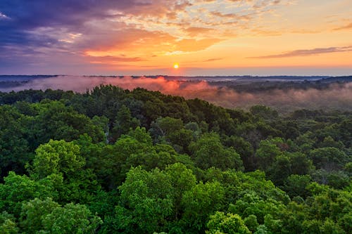 Aerial Photography of Green-leafed Trees