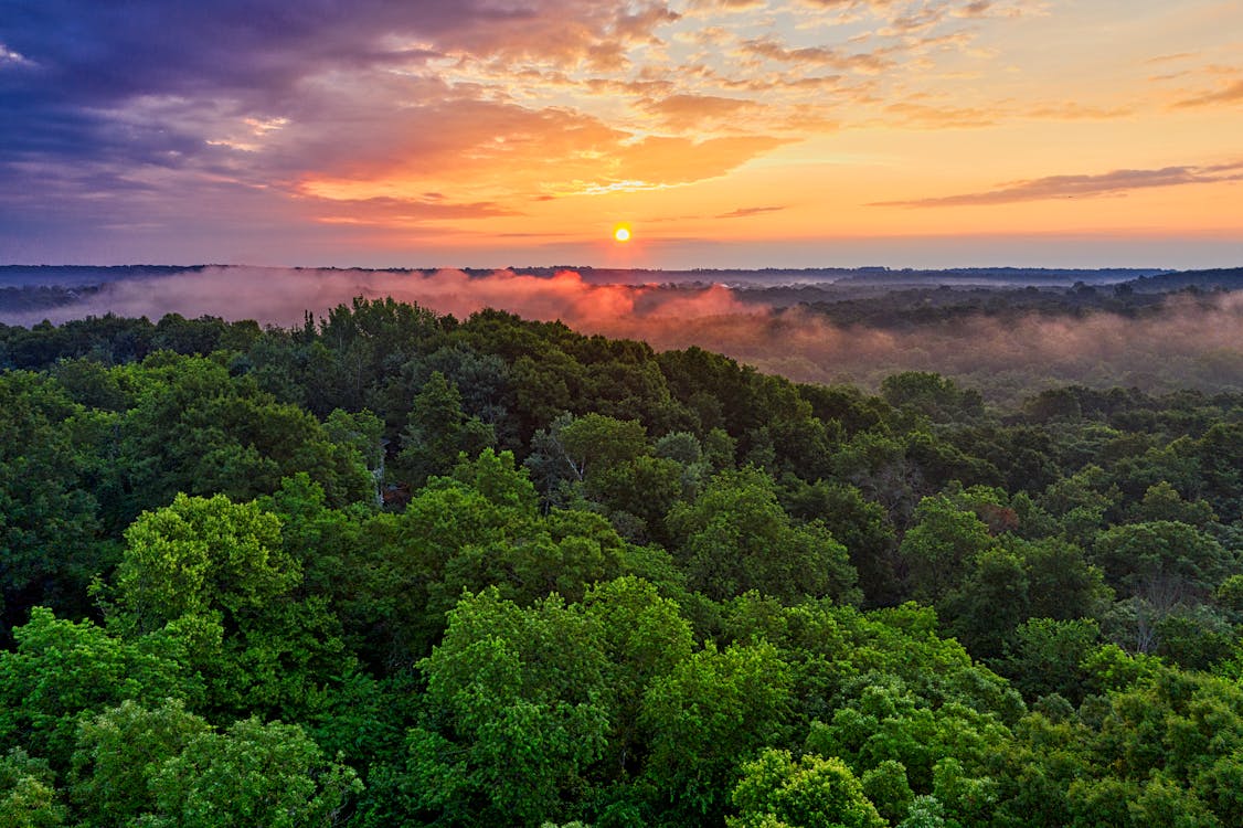 Kostnadsfri bild av amazonas regnskog, dagsljus, dimma