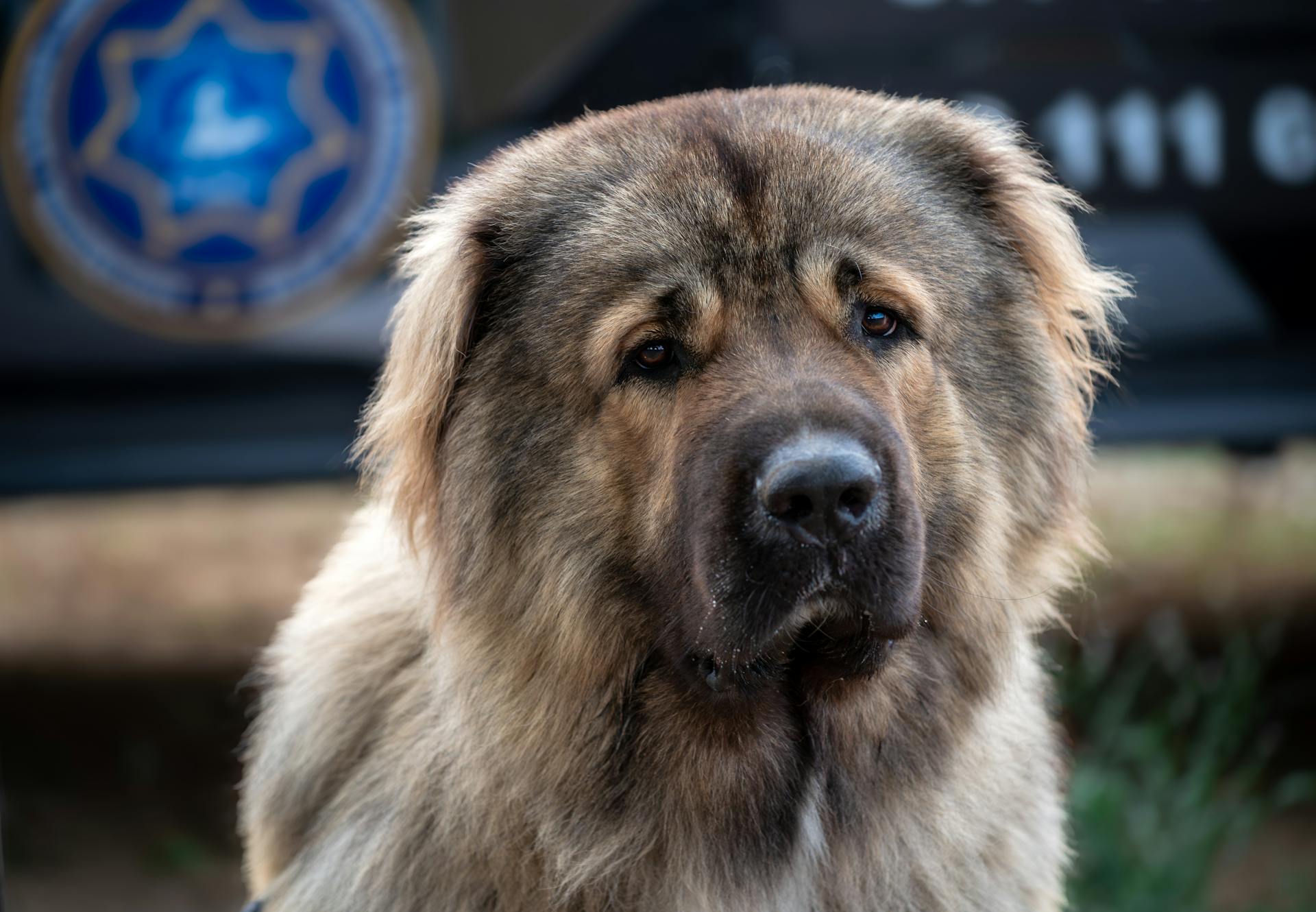 En brun hund med svartvit krage