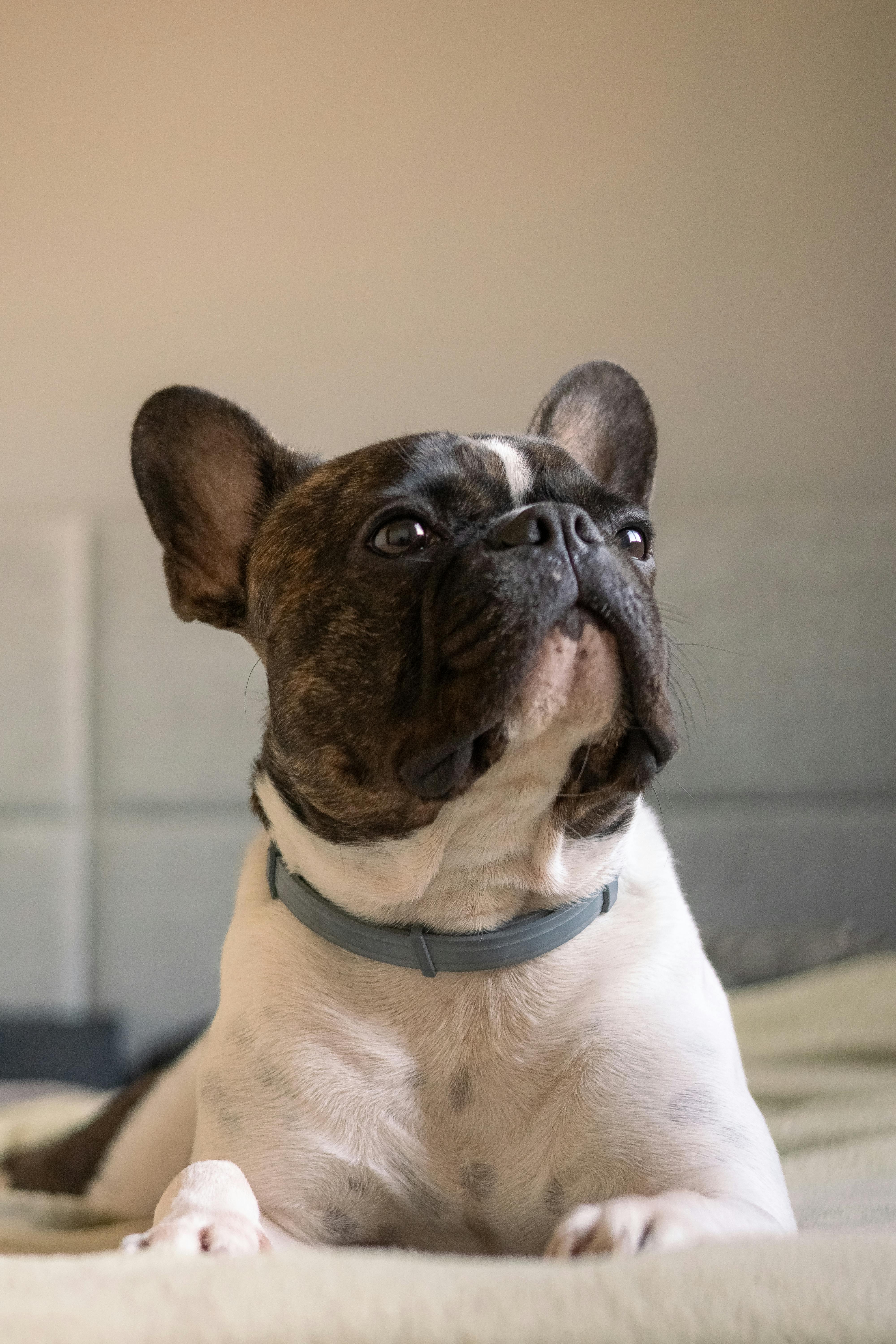 a french bulldog dog laying on a bed