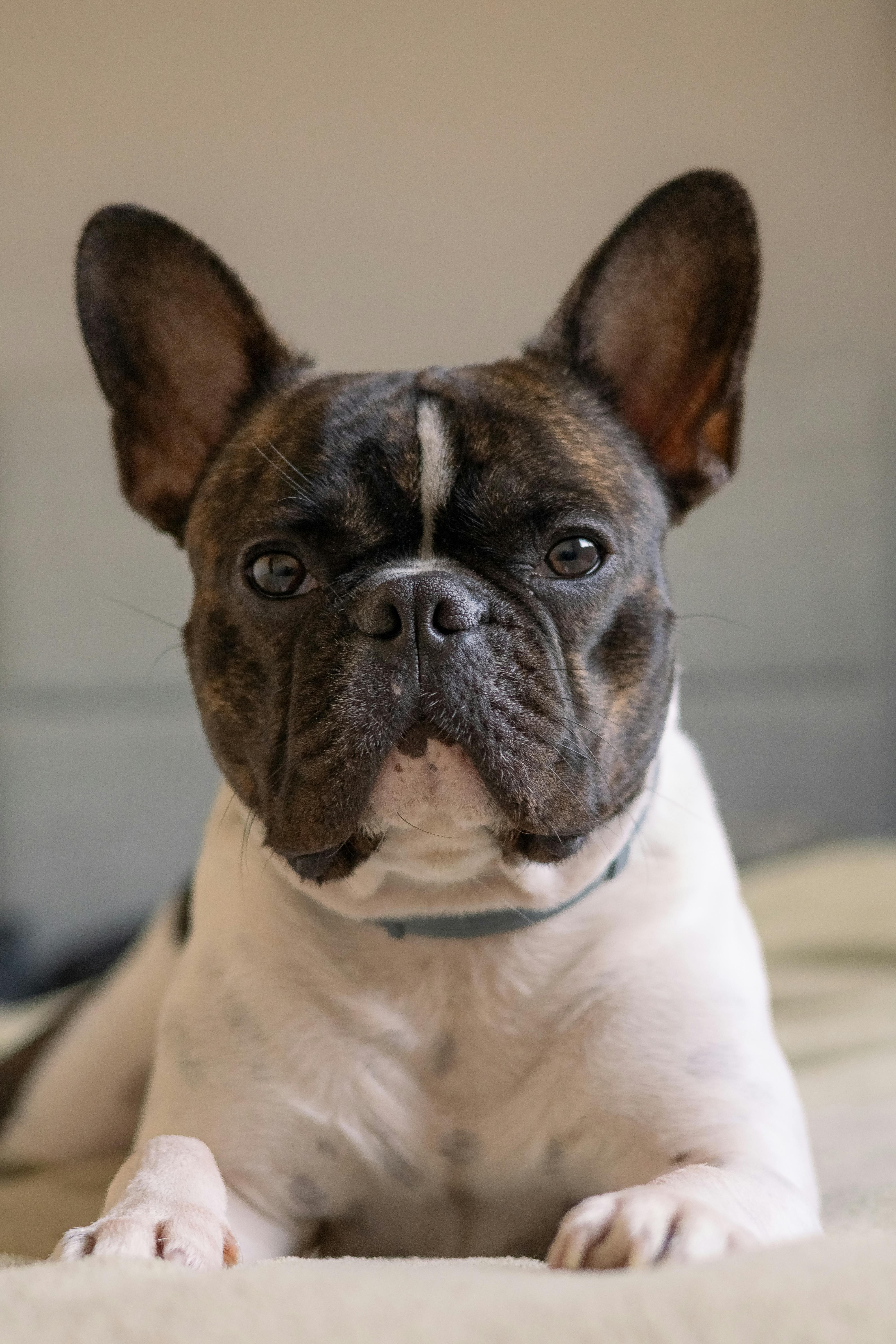 portrait of a french bulldog lying on a bed