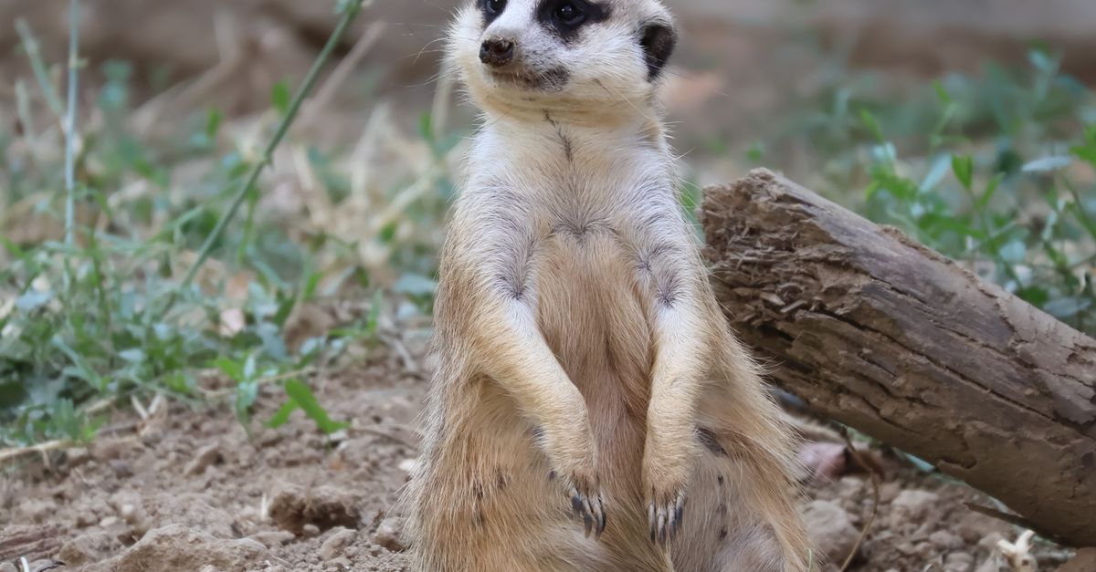 Mircat Photo Cite Fluffy Meerkat · Free Stock Photo