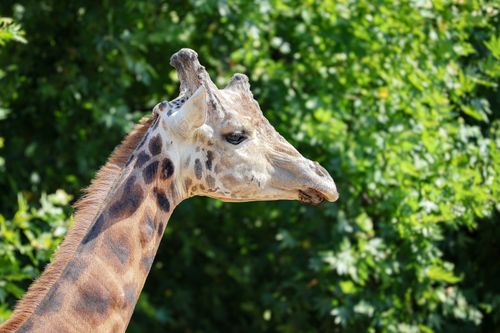 Free Profile view of a giraffe against a lush green background in a zoo setting. Stock Photo