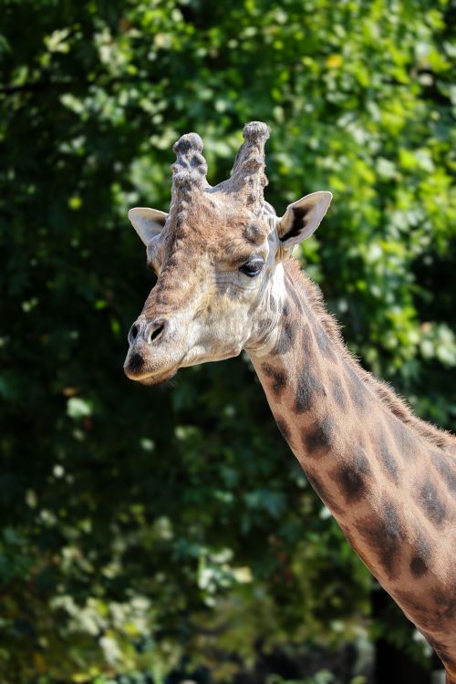 Free A beautiful close-up portrait of a giraffe against a lush green background, showcasing its long neck and unique patterns. Stock Photo