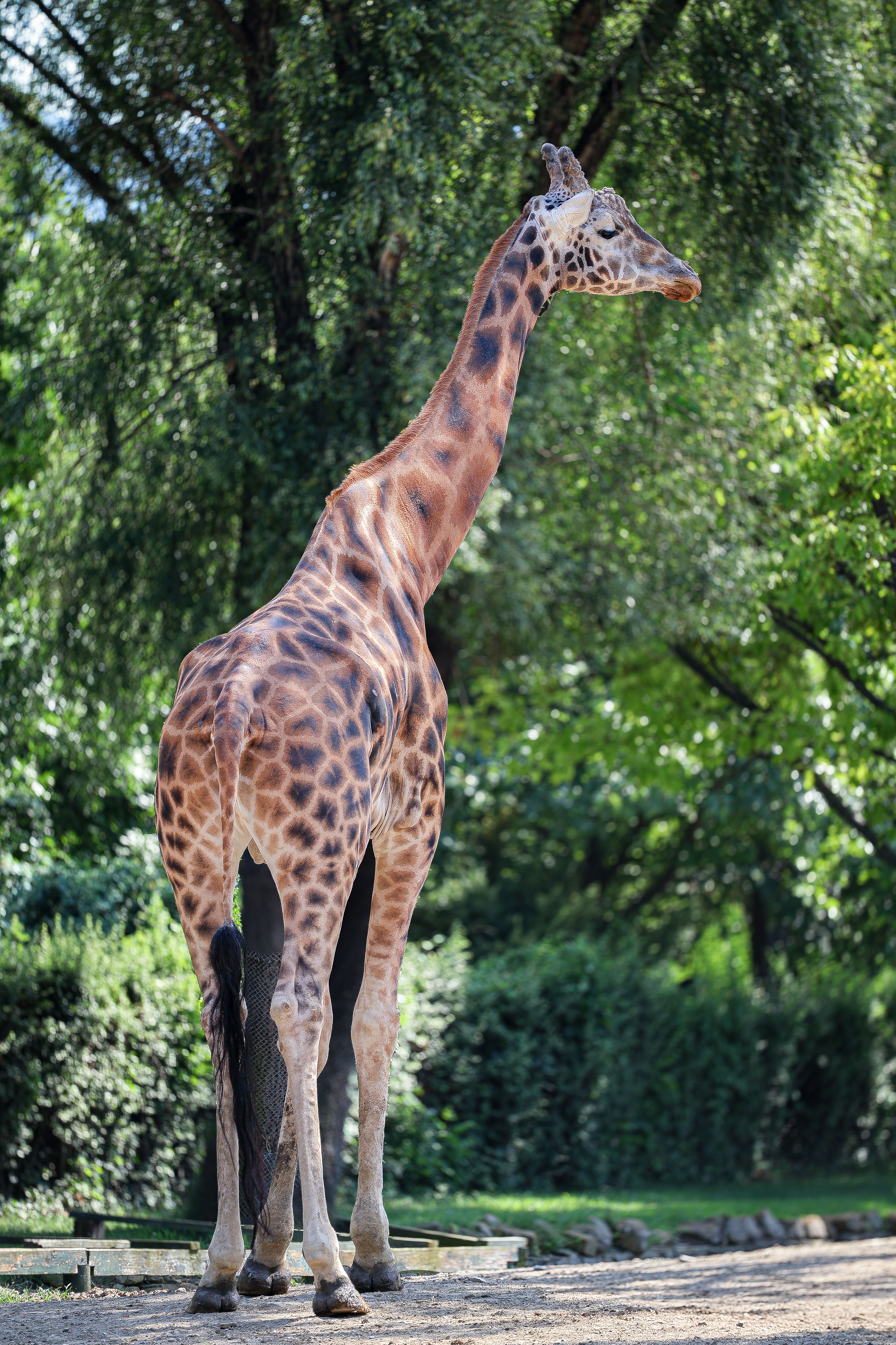 Giraffe in Zoo · Free Stock Photo