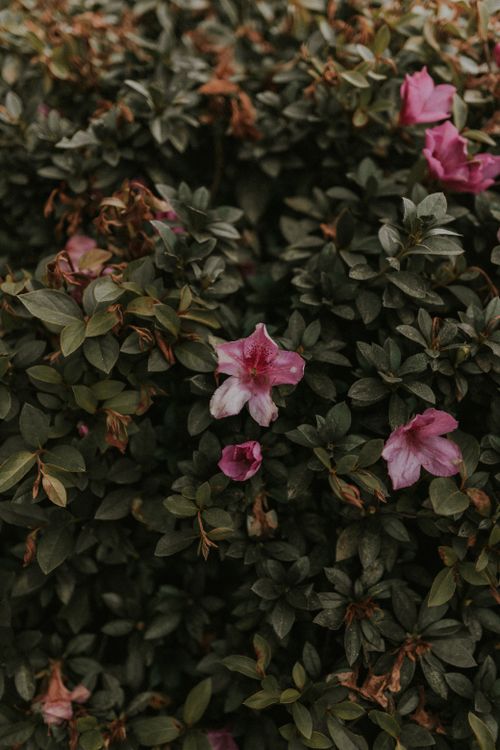 Free Beautiful pink azalea flowers blooming amidst dense green foliage outdoors. Stock Photo